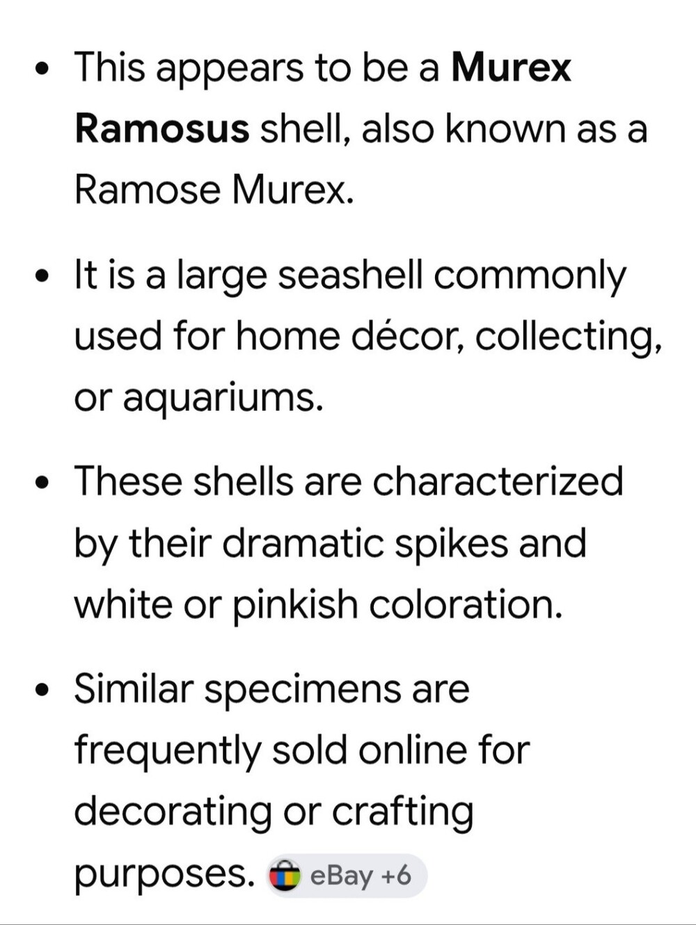 Set /3 Sea Shells - Picture 11 of 16